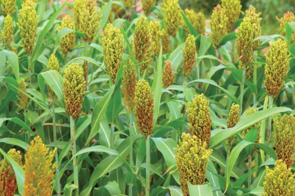 Buckwheat